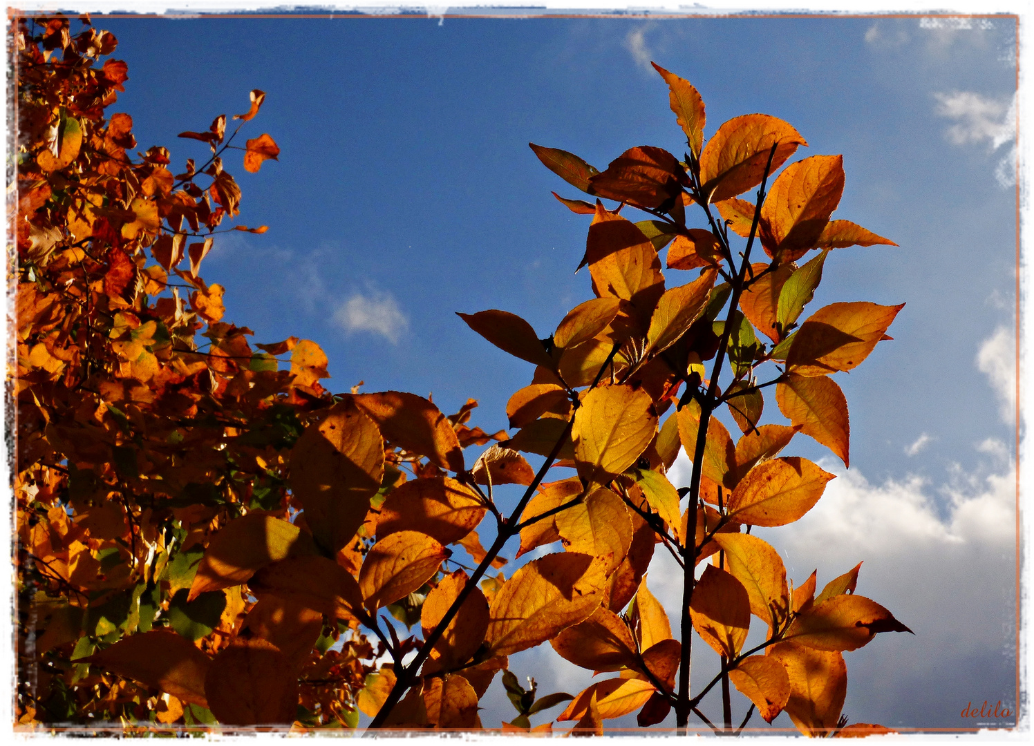 Herbstlaub