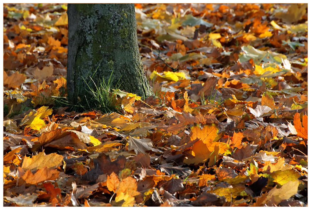 Herbstlaub