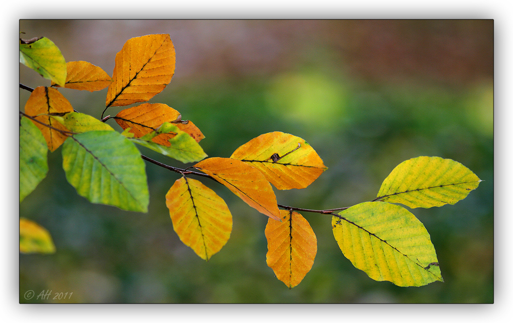 Herbstlaub