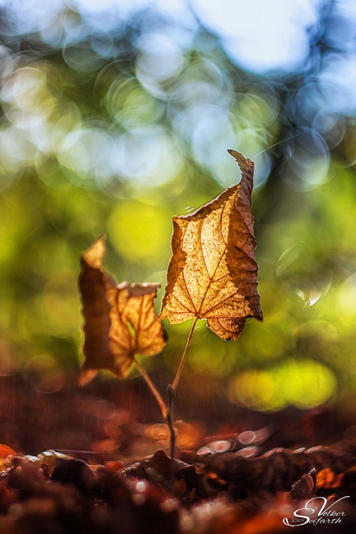 Herbstlaub