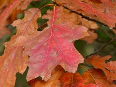 Herbstlaub