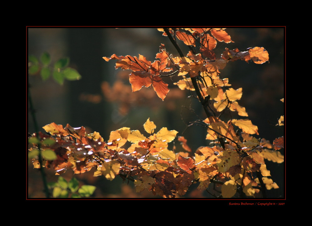 Herbstlaub