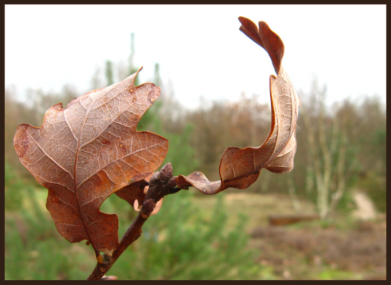 Herbstlaub