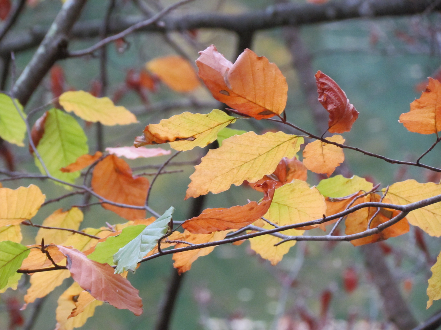 Herbstlaub