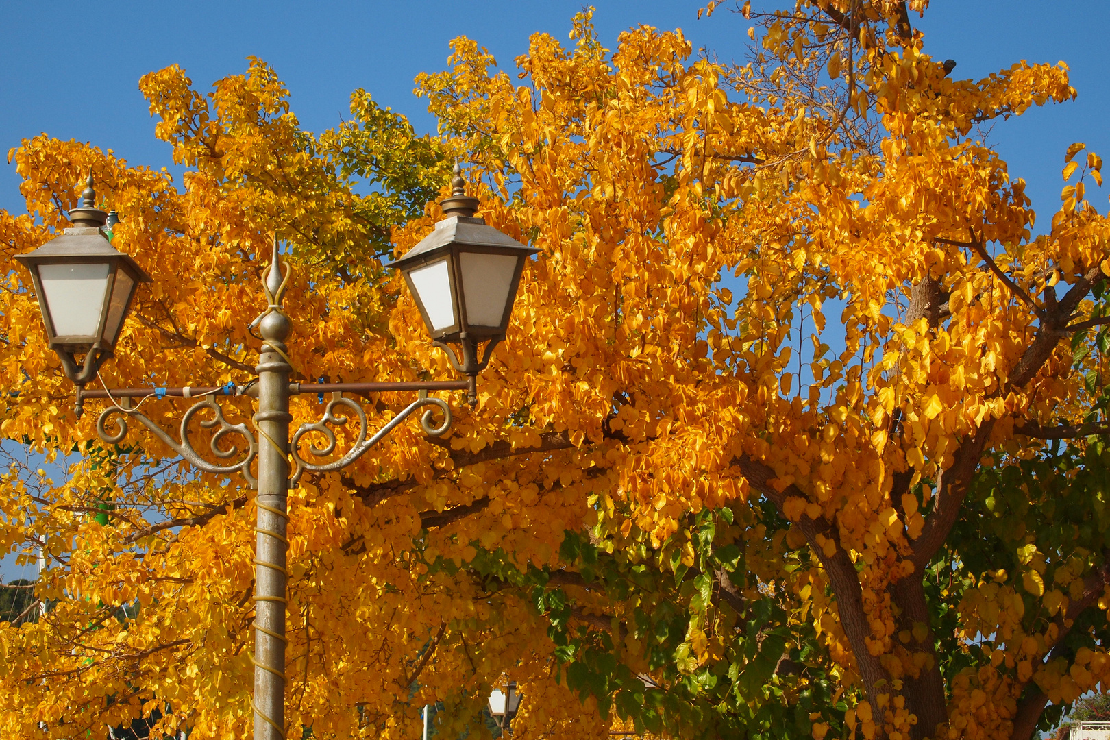 Herbstlaub