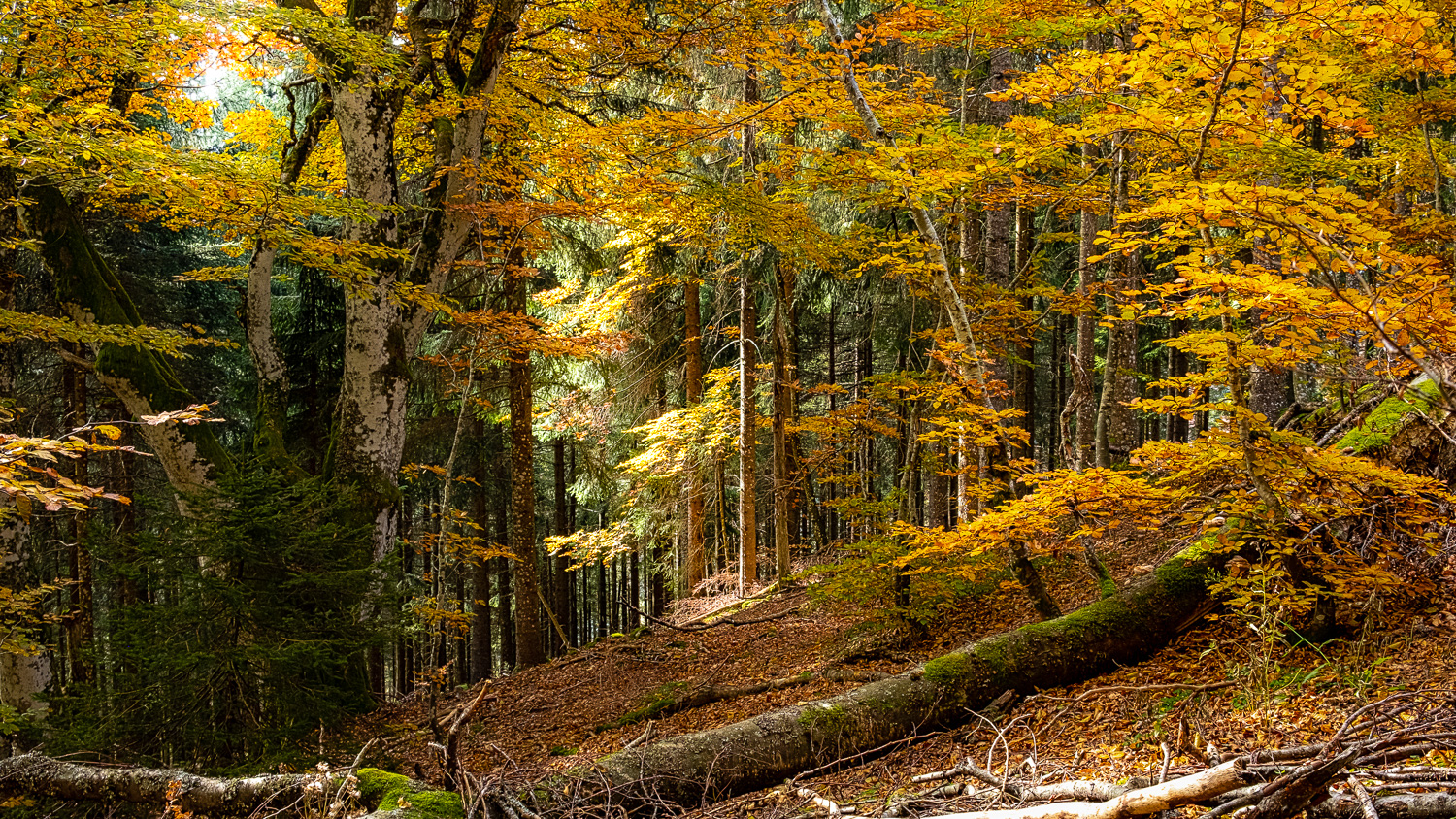 Herbstlaub