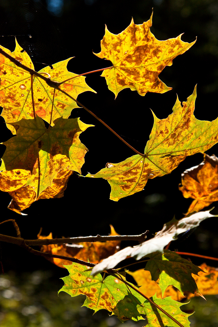 Herbstlaub