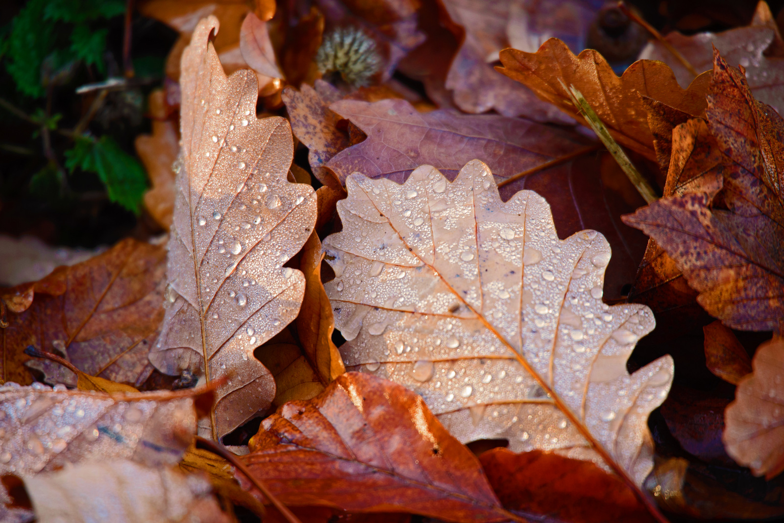 Herbstlaub.