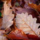 Herbstlaub.