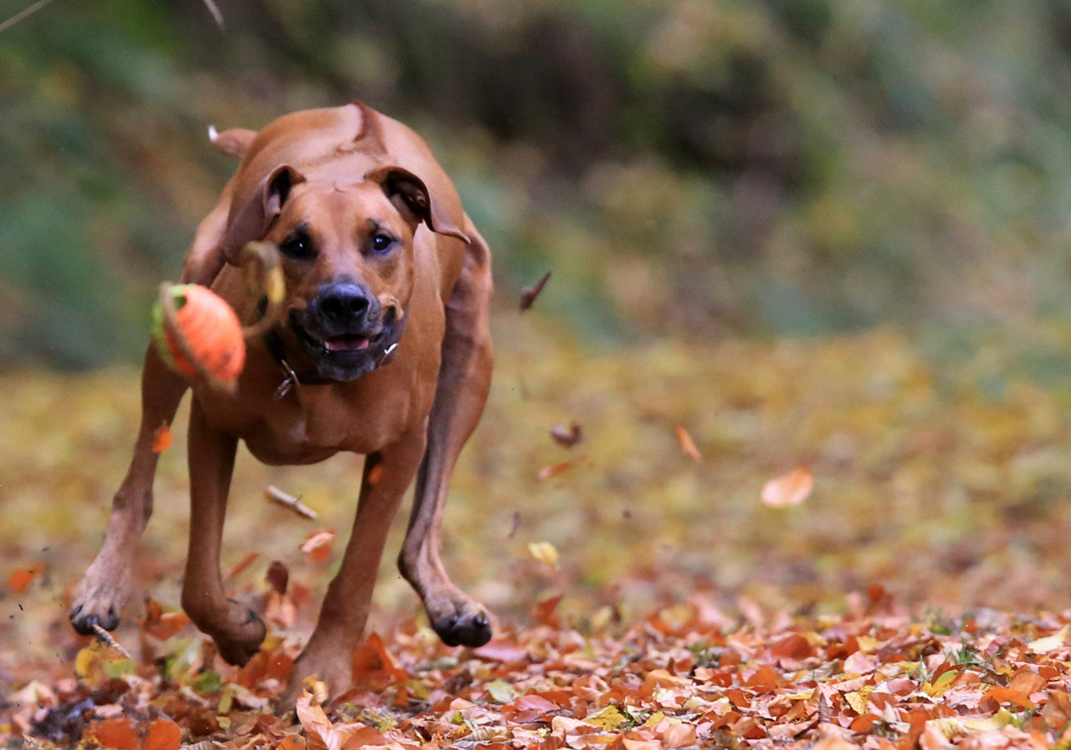 Herbstlaub