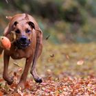 Herbstlaub