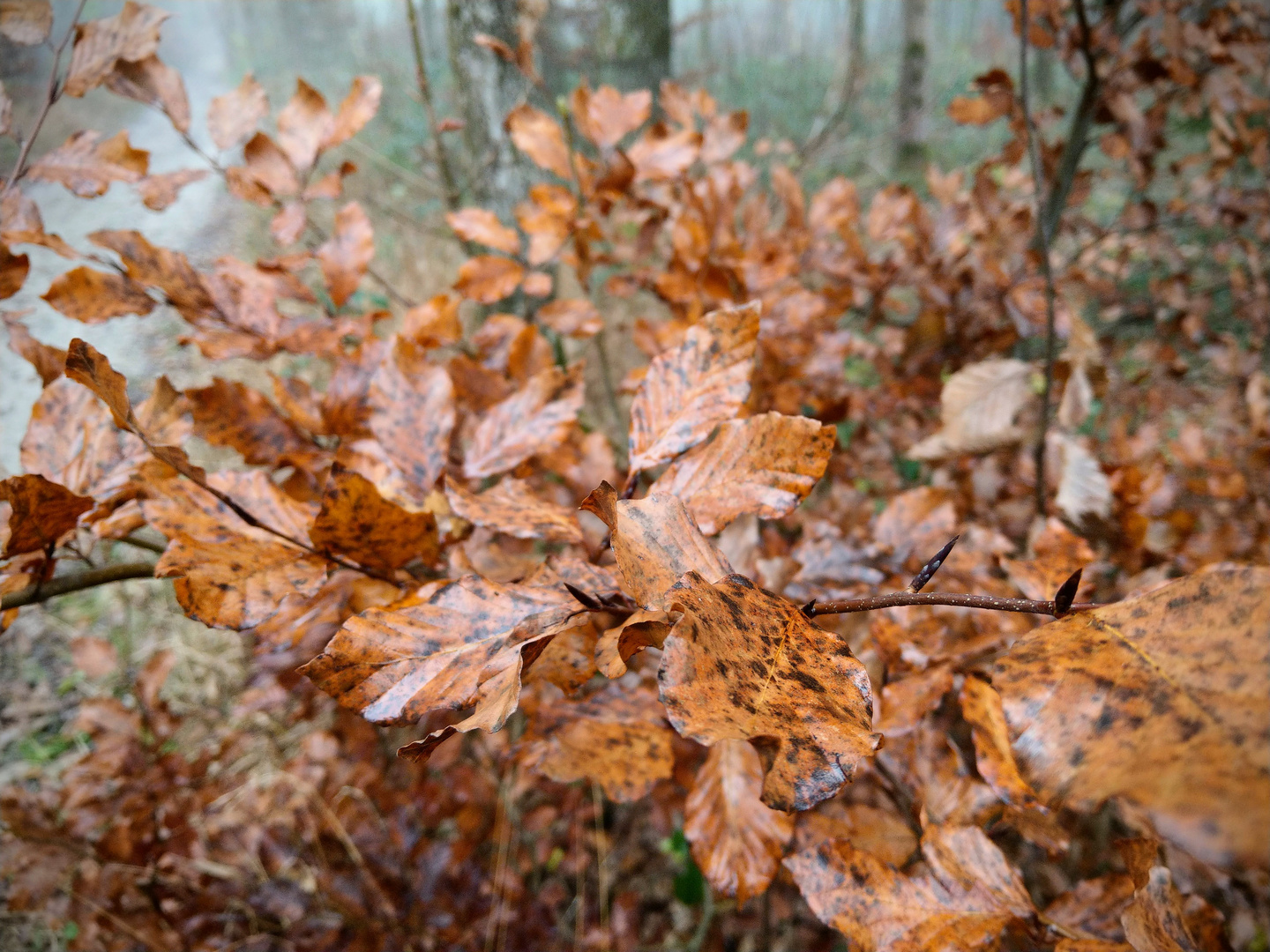 Herbstlaub