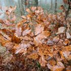 Herbstlaub