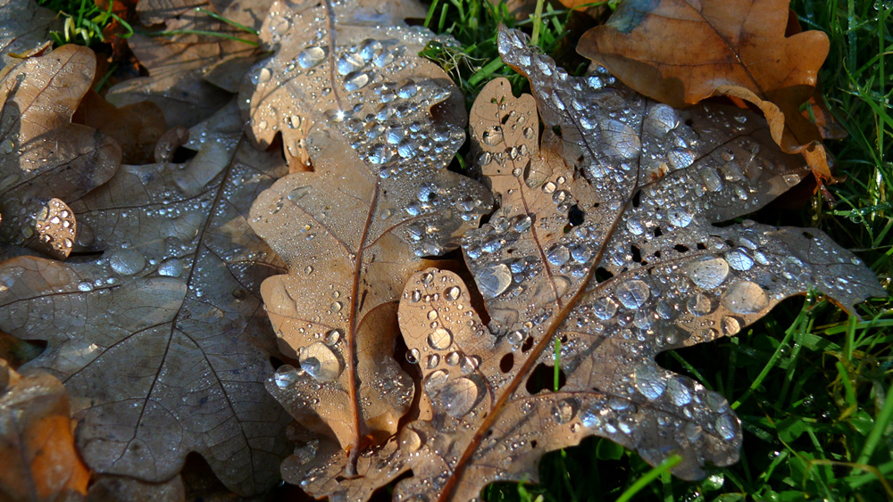 Herbstlaub