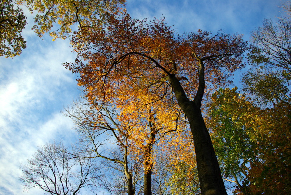 Herbstlaub