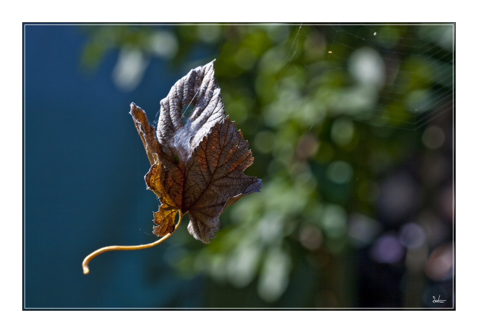 Herbstlaub