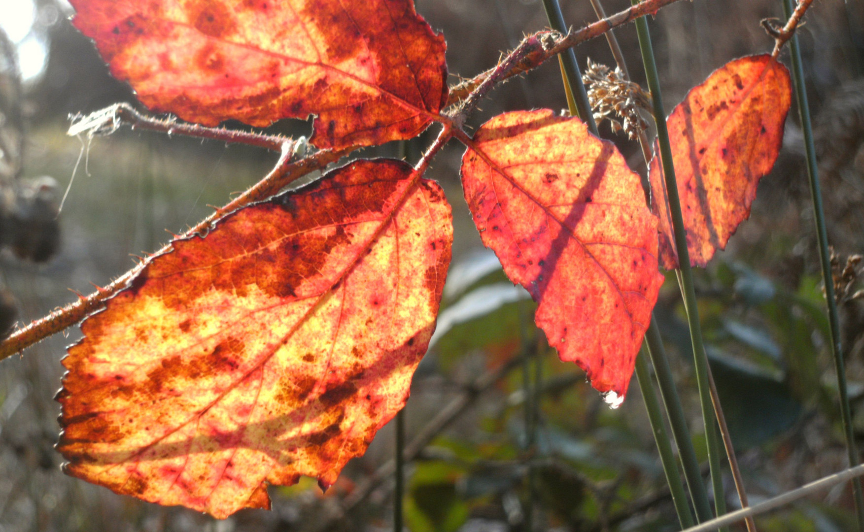 Herbstlaub