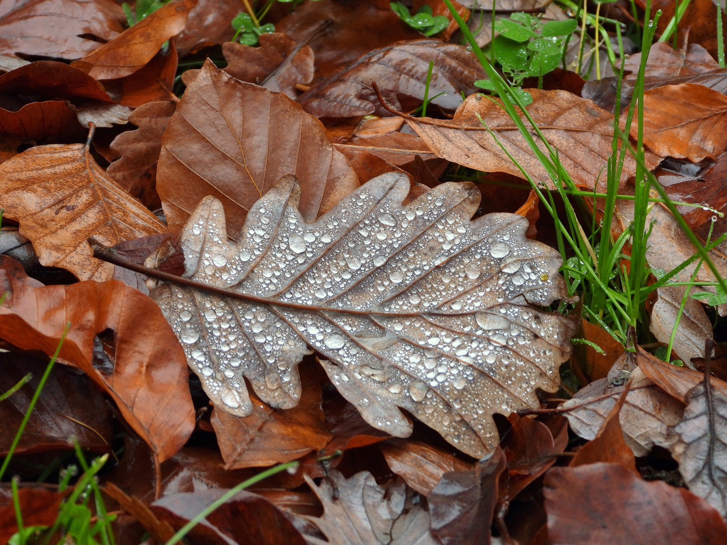 Herbstlaub 