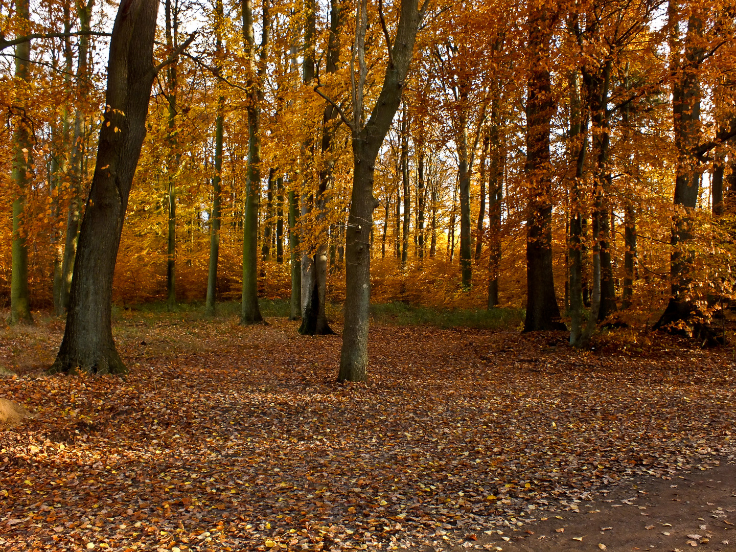 Herbstlaub