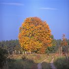 Herbstlaub