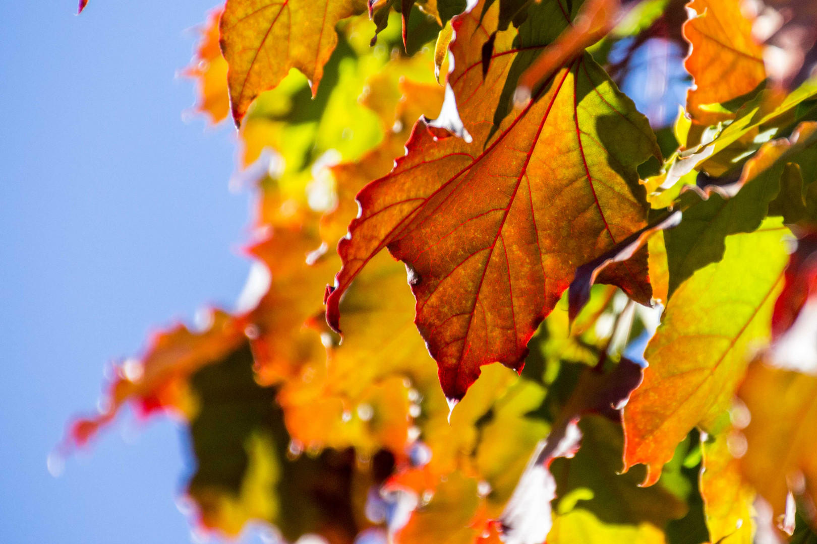 Herbstlaub