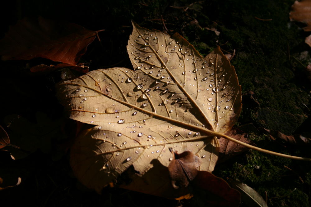 Herbstlaub