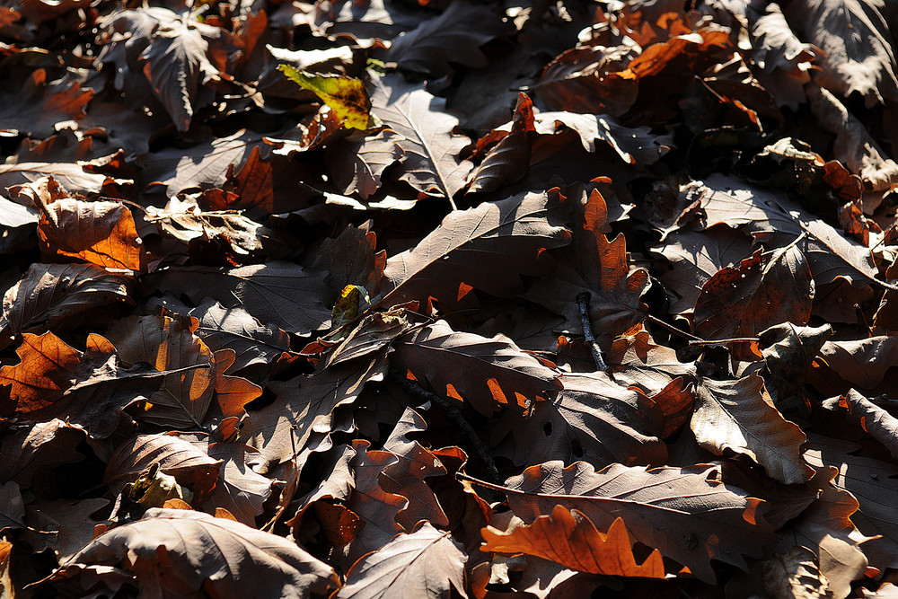 Herbstlaub