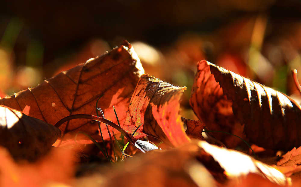 Herbstlaub