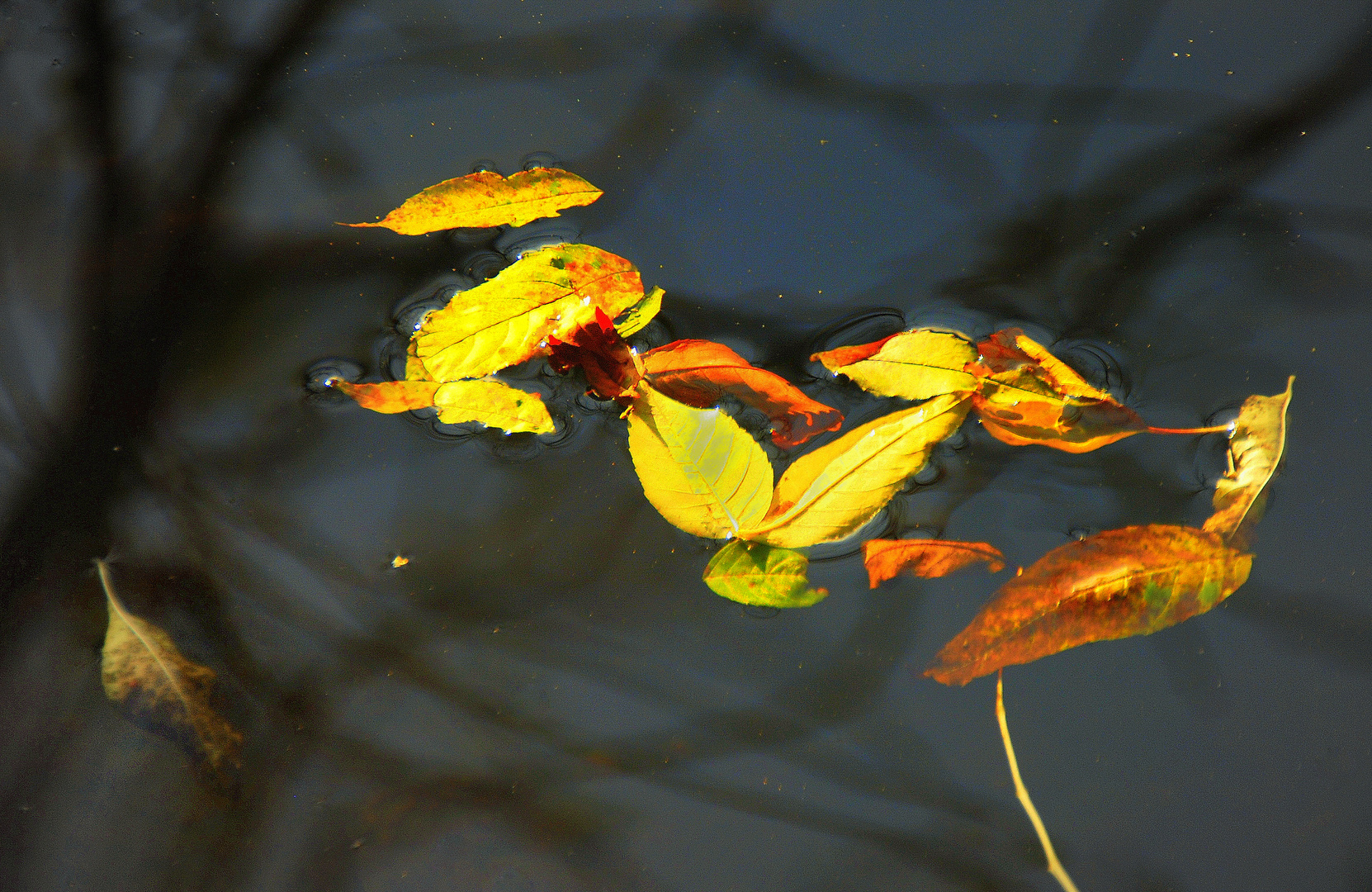 Herbstlaub