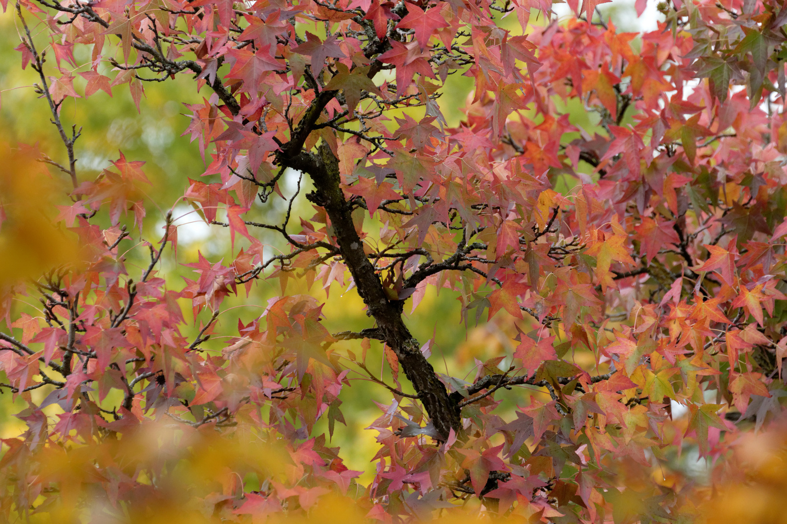 Herbstlaub