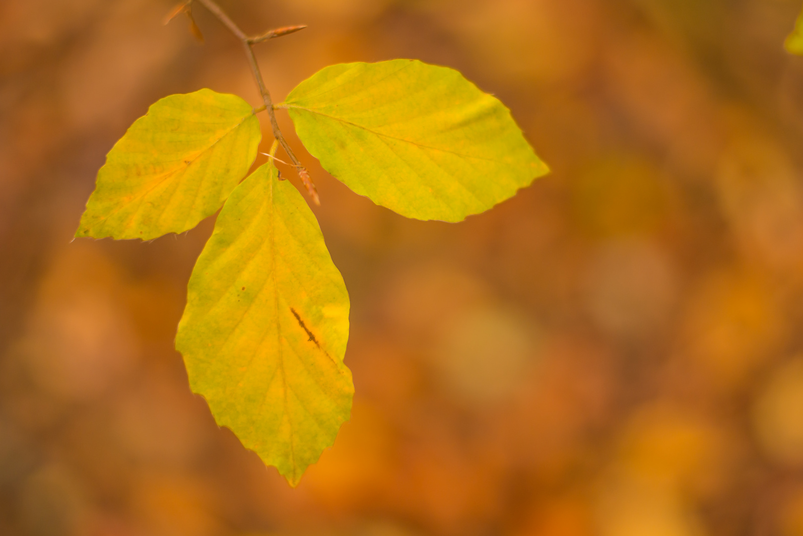 Herbstlaub