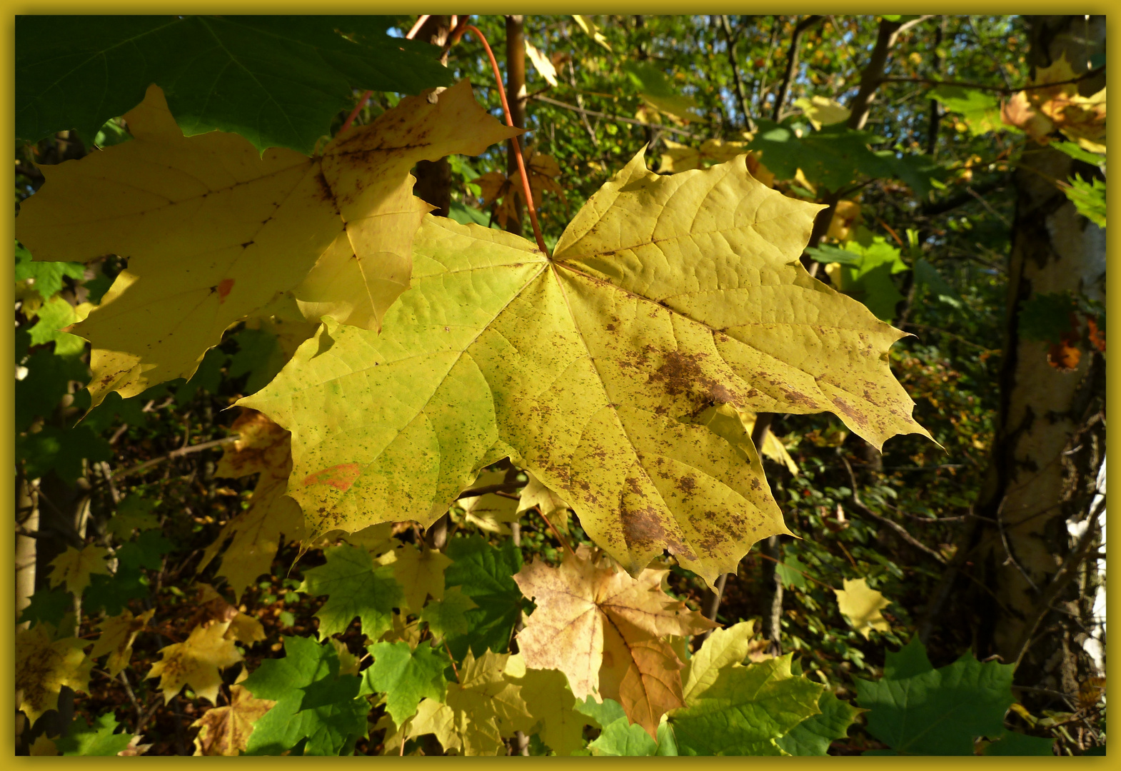 Herbstlaub