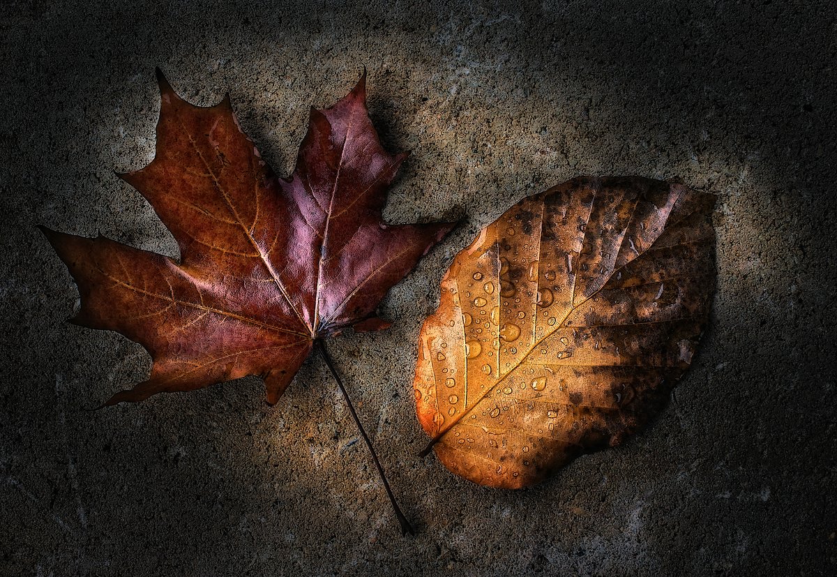 ~ Herbstlaub ~