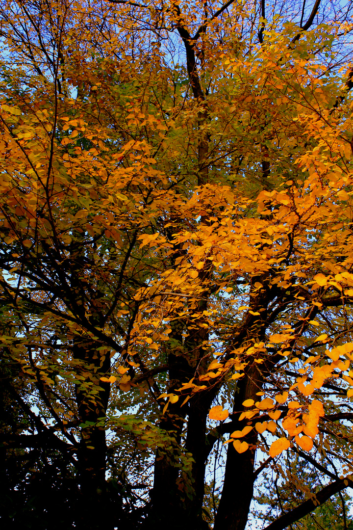 Herbstlaub