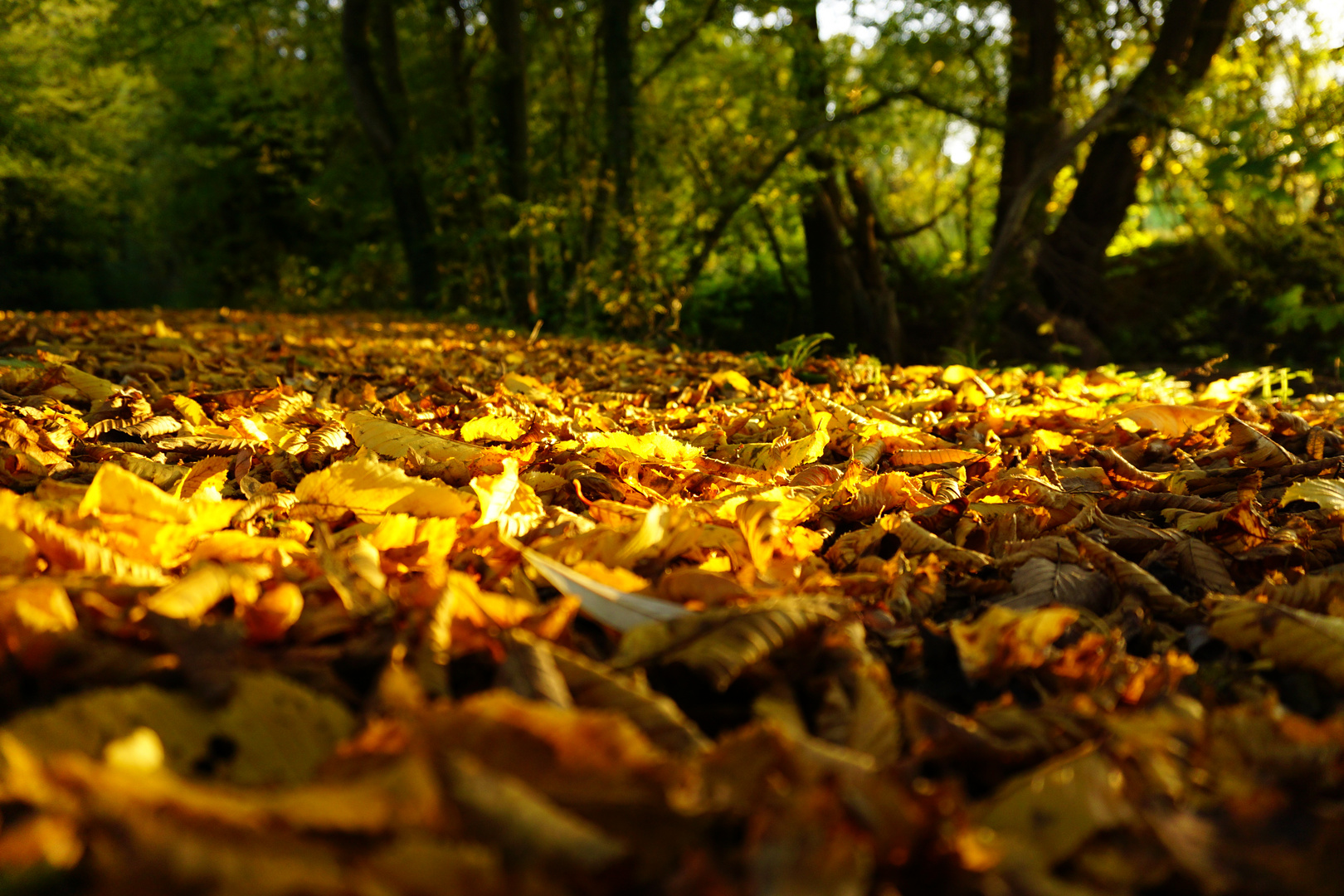 Herbstlaub