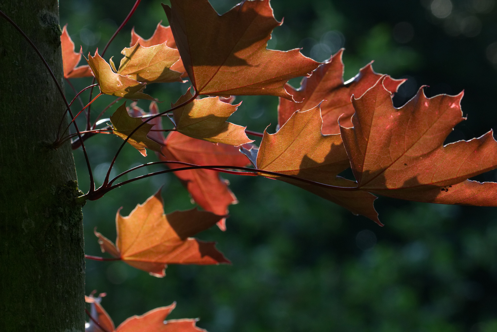 Herbstlaub