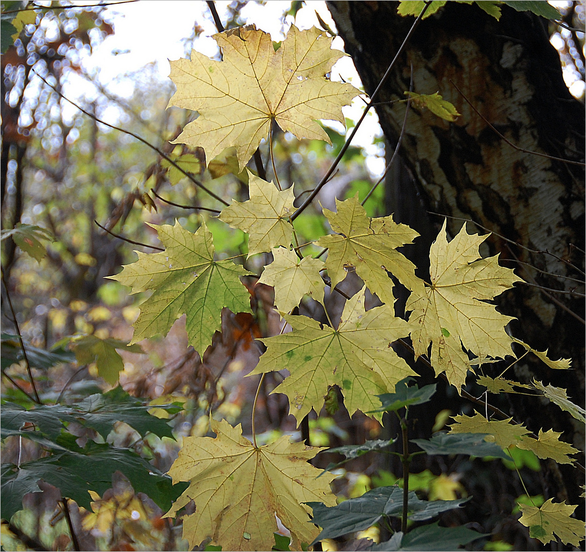 Herbstlaub