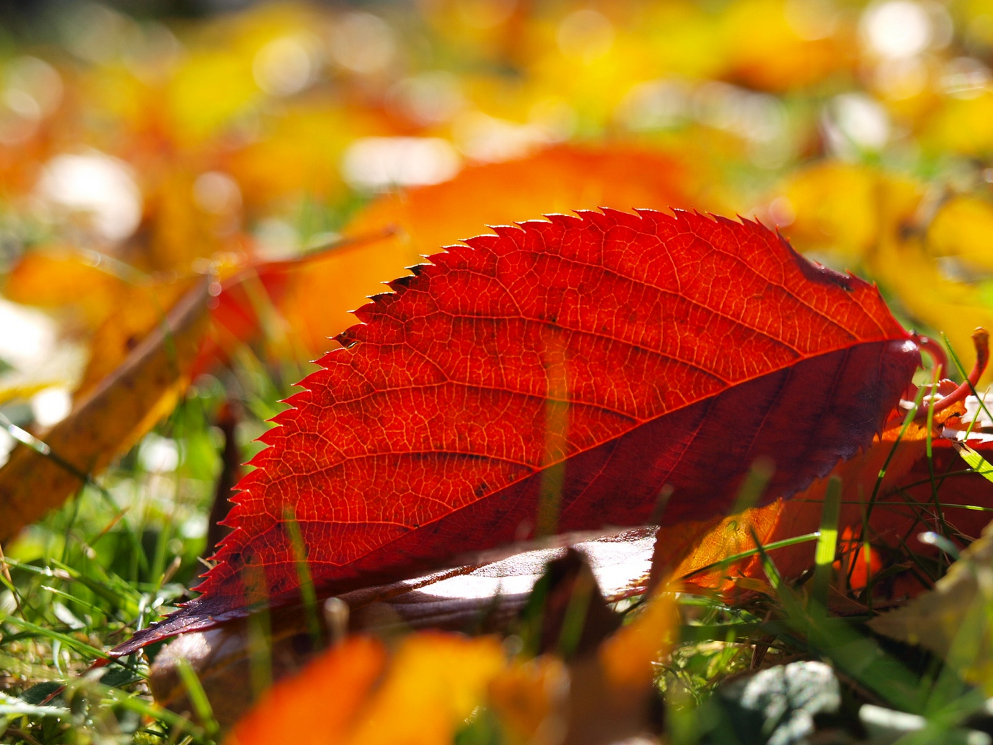 Herbstlaub