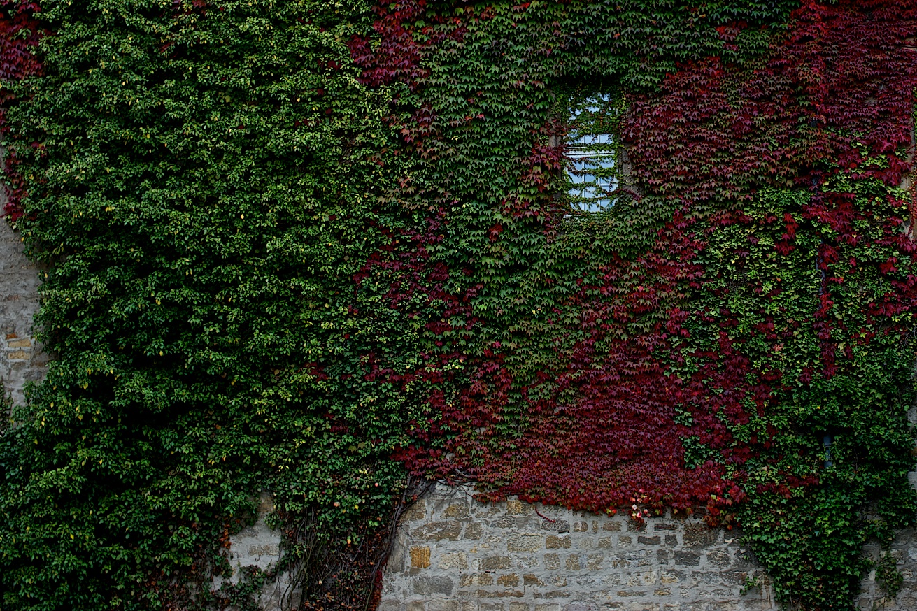 Herbstlaub