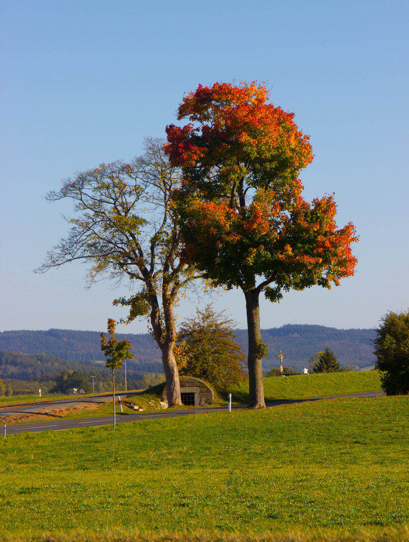 Herbstlaub