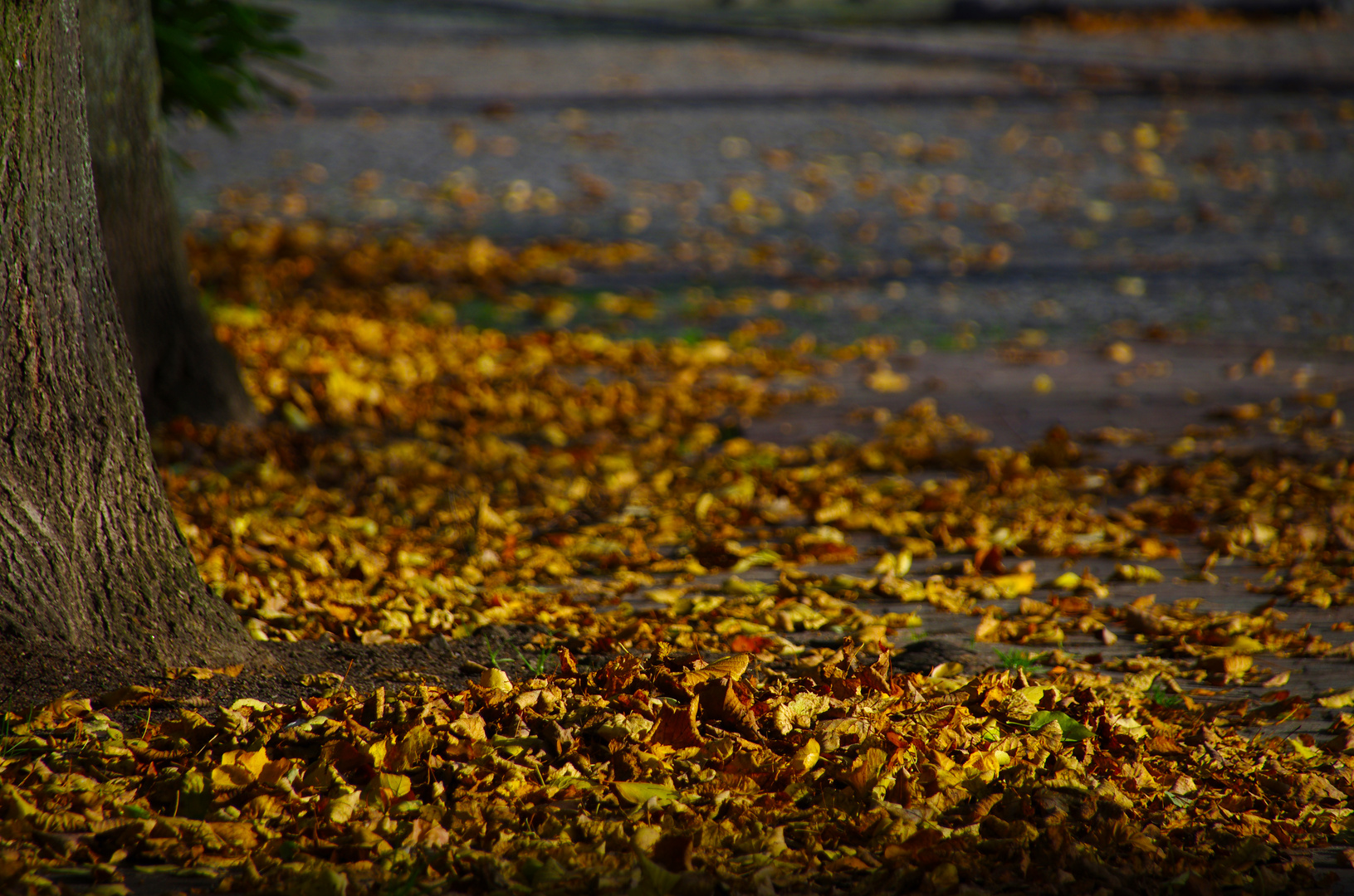 Herbstlaub