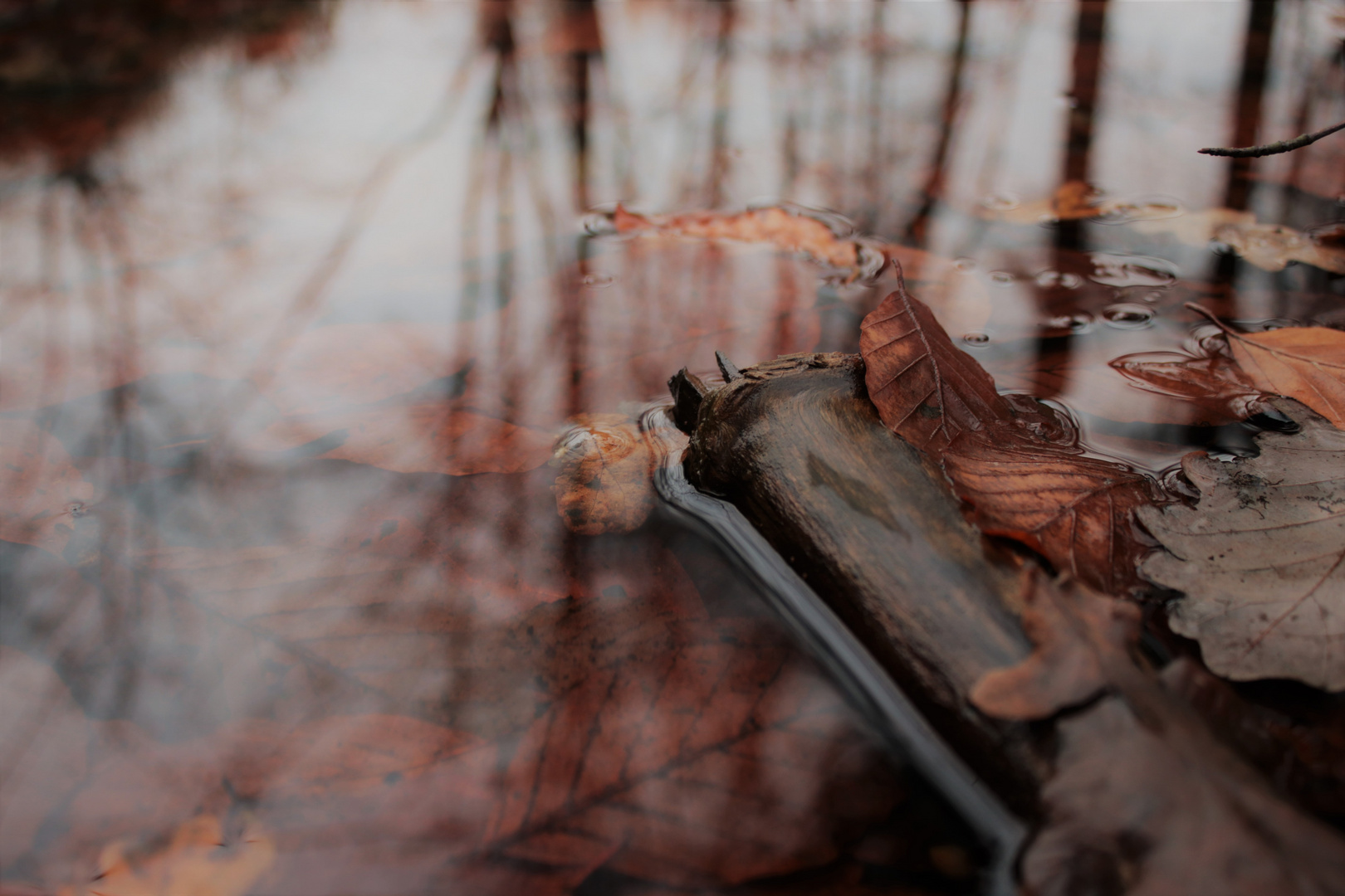 Herbstlaub