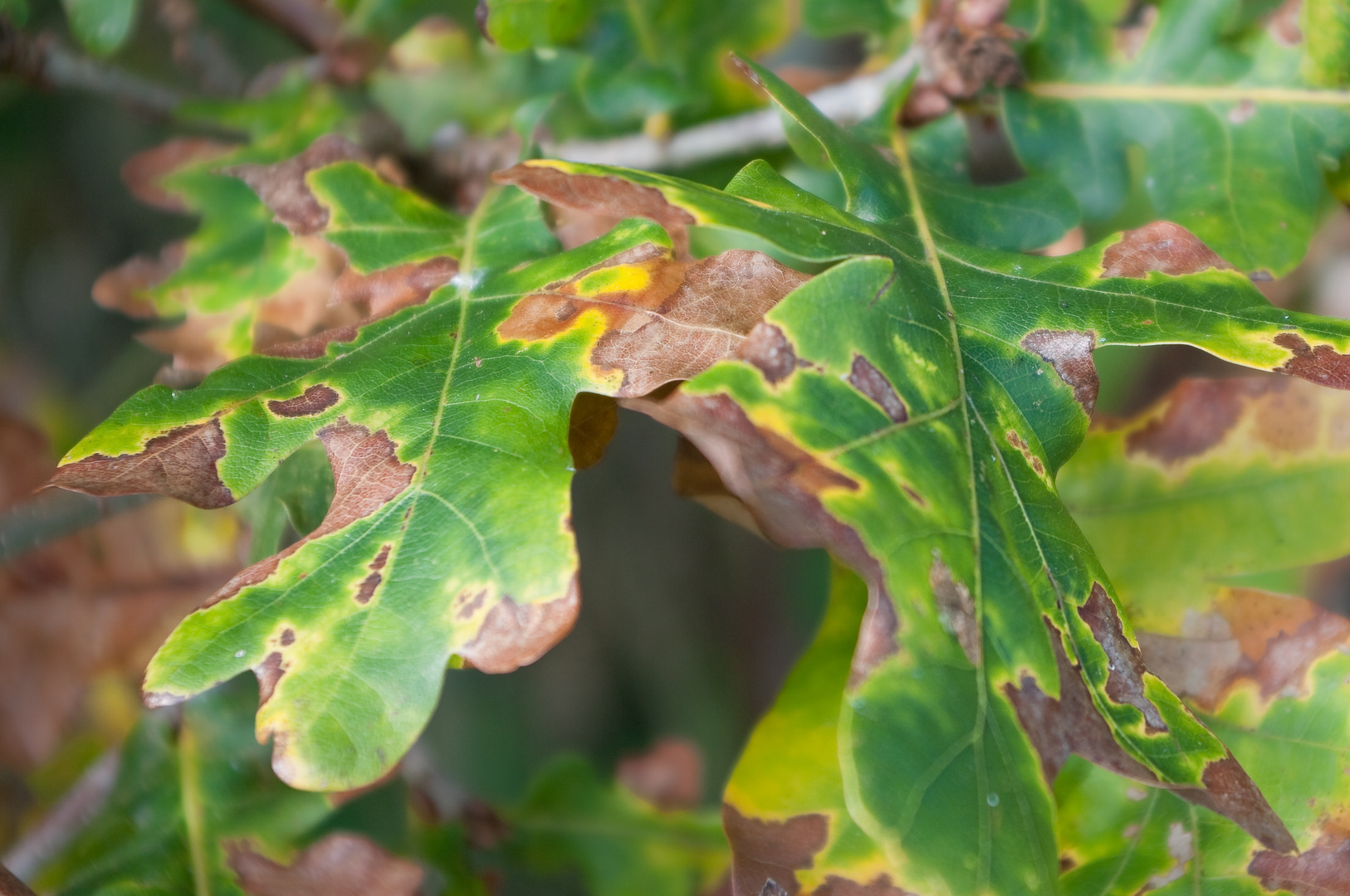 Herbstlaub