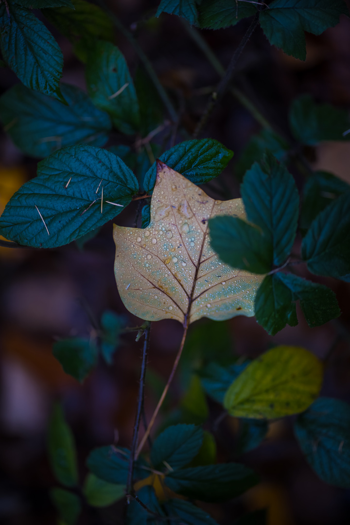 Herbstlaub