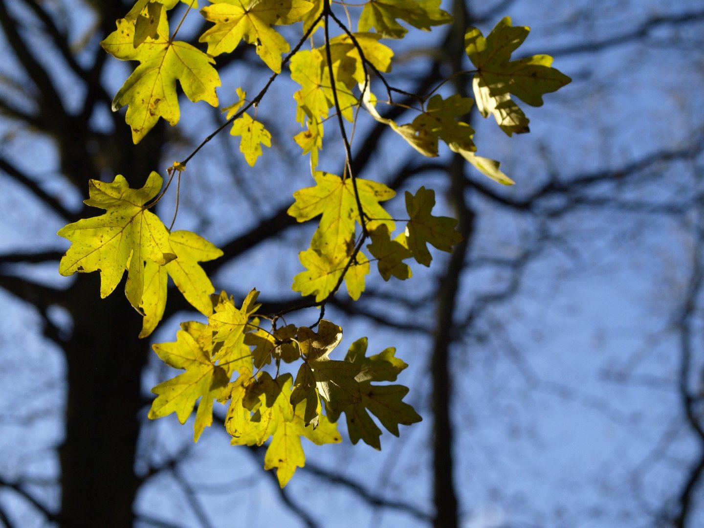 Herbstlaub