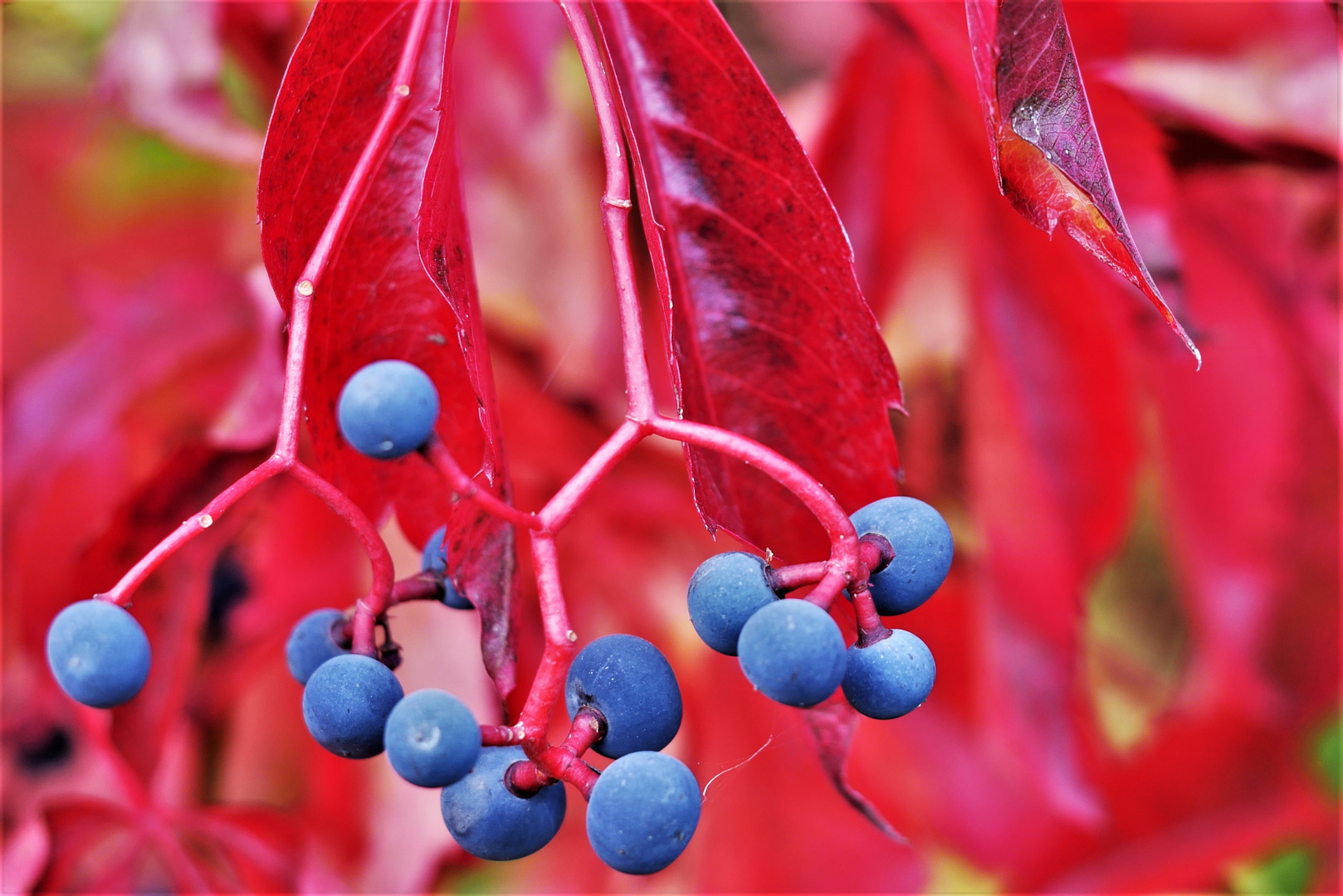 Herbstlaub