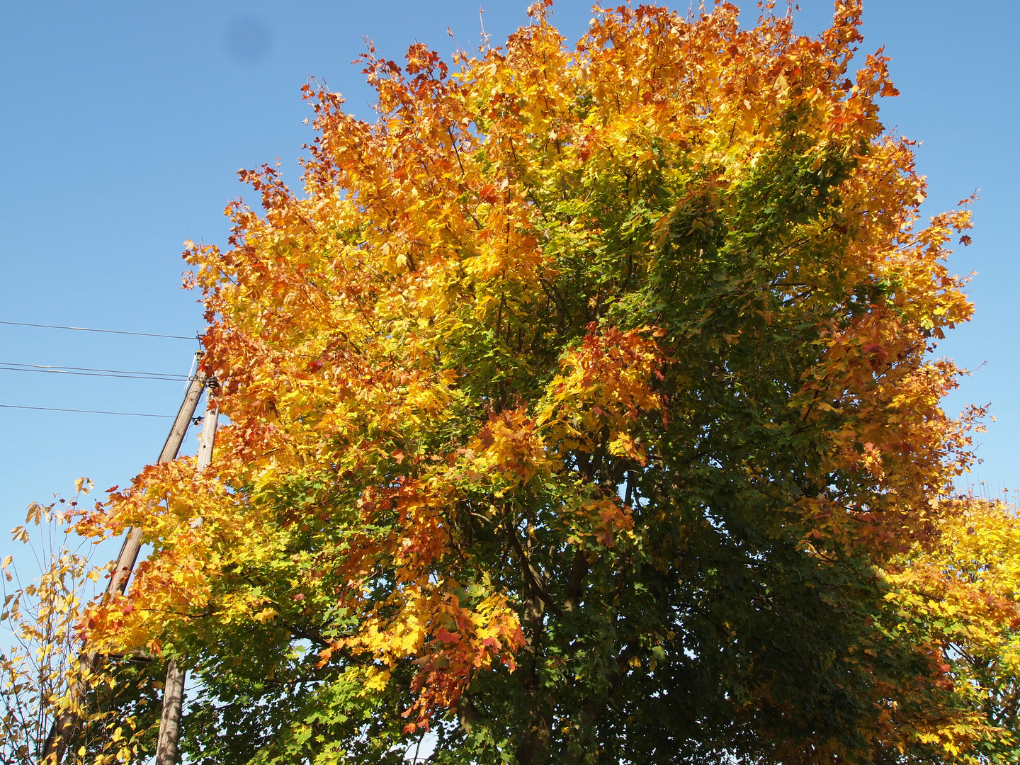 Herbstlaub