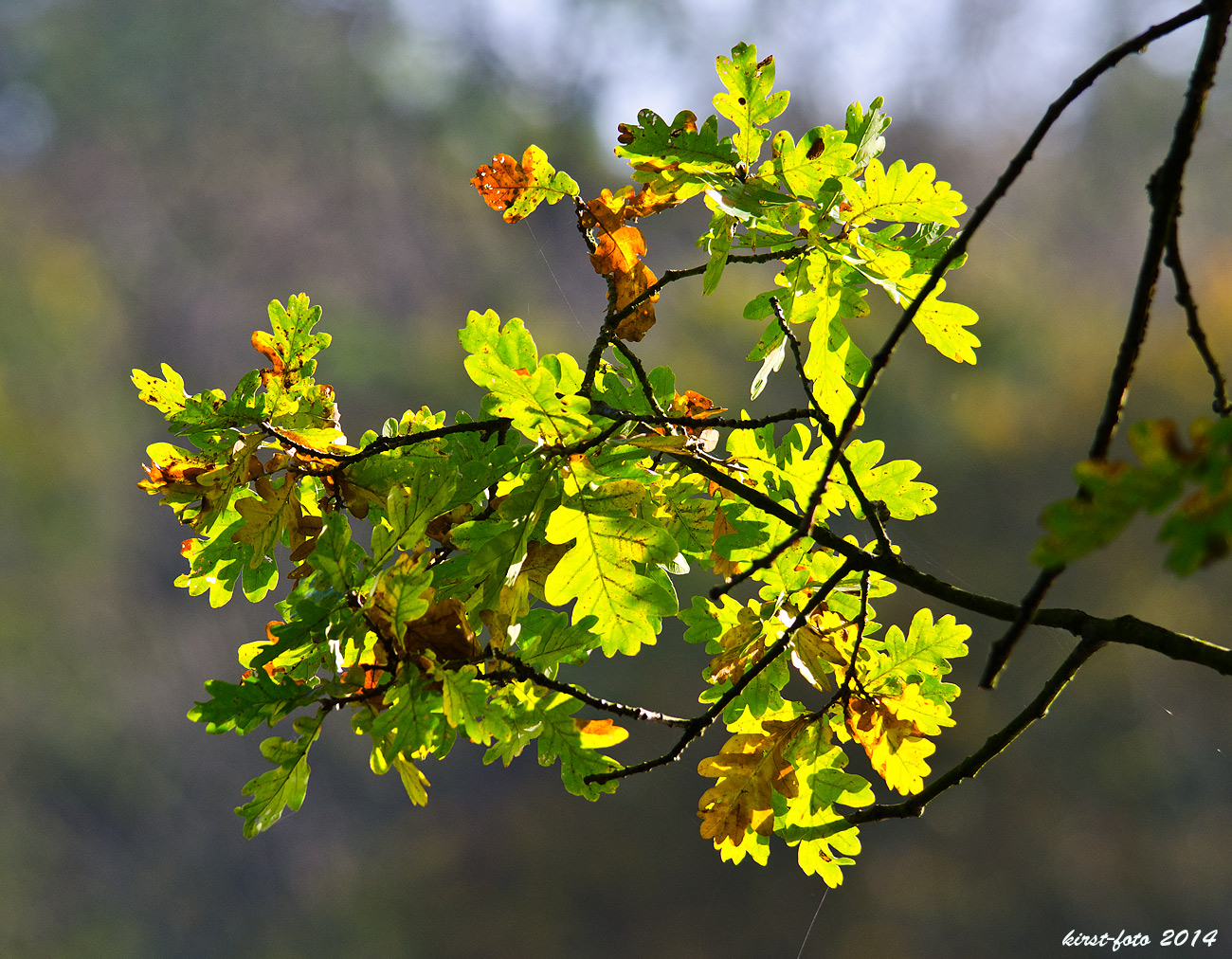 Herbstlaub