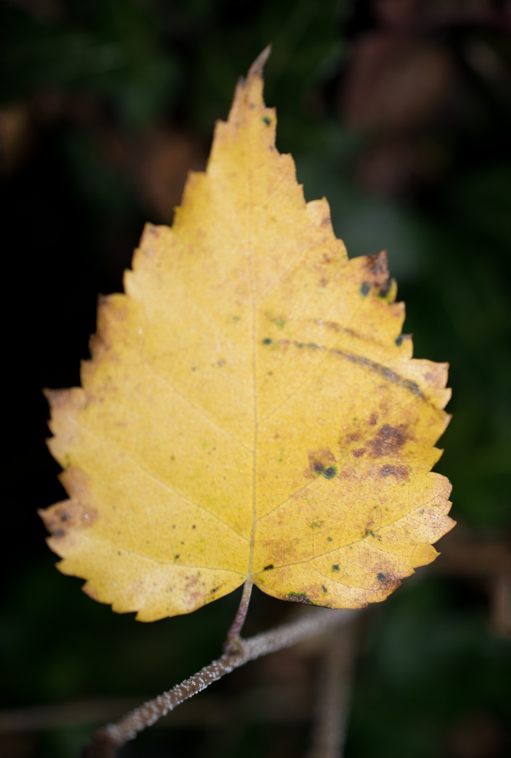 Herbstlaub