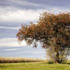 Herbstlaub